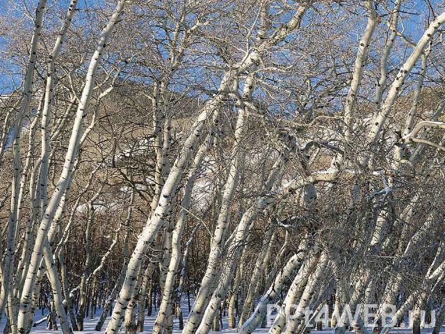 первобытный брюсов календарь скачать бесплатно